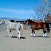 Karen Chaton Arabian Horses